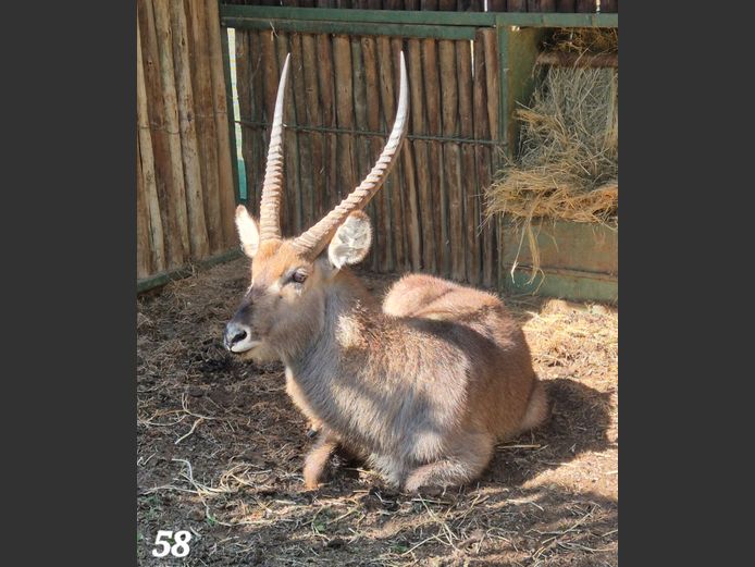 WATERBOK | AMANZI PRIVATE GAME RESERVE