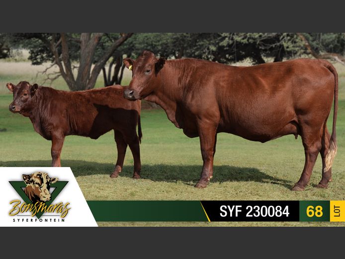 SYF 230084 | SYFERFONTEIN BOERDERY