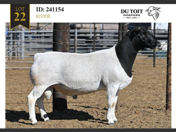 241154 | DU TOIT DORPERS