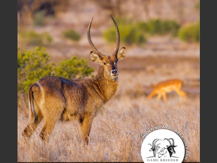 Waterbuck Bulls Mature | WATERBERG PLATO GAME BREEDERS