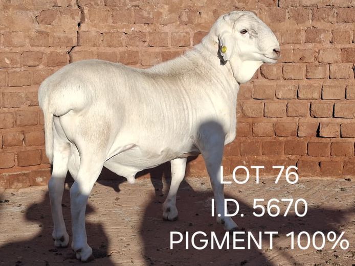 5670 | FRANCOIS VAN RENSBURG