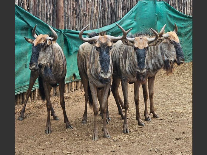 BLOUWILDEBEES | WATERBERG AVIATION