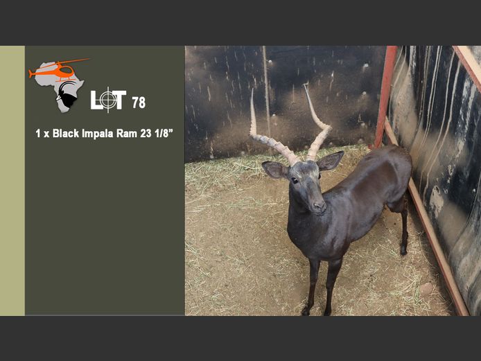 Black Impala
