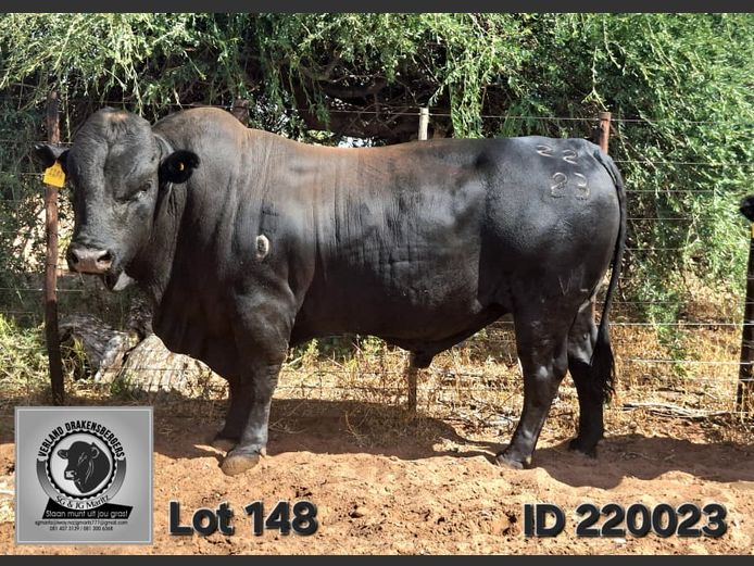 VL 22-0023 | VERLAND DRAKENSBERGERS