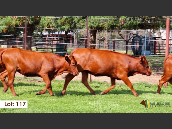 Commercial Female | Harmonie Agri