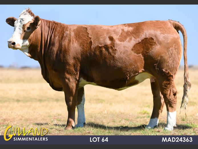 MAD24363 | MG DE JAGER