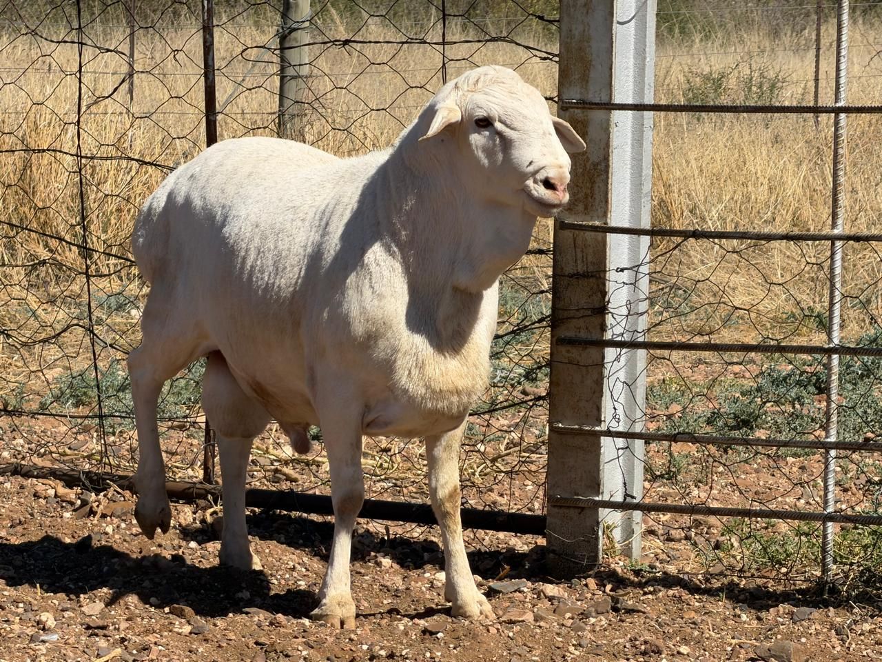 images