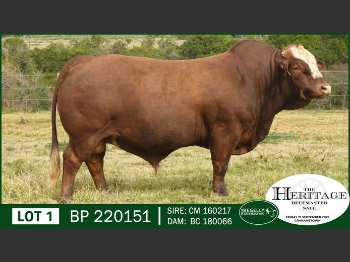 BP220151 | BEGELLY BEEFMASTERS