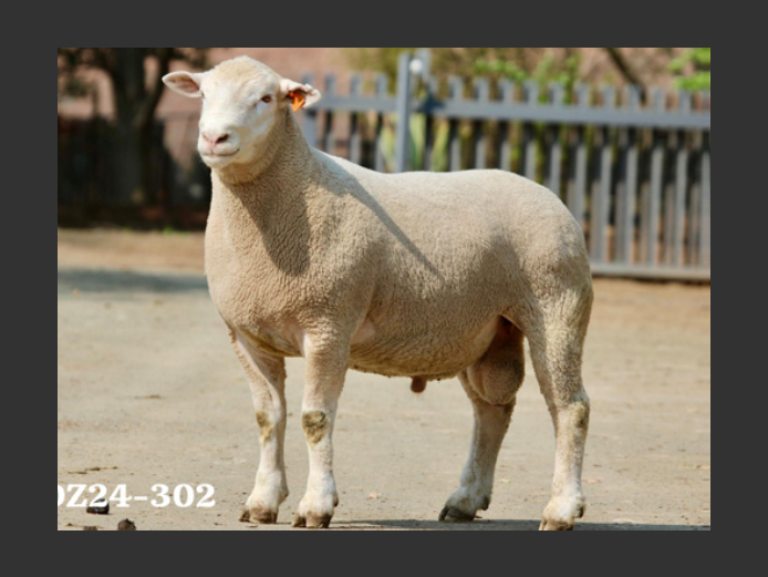 DZ 240302 | 2 STEYNS BOERDERY