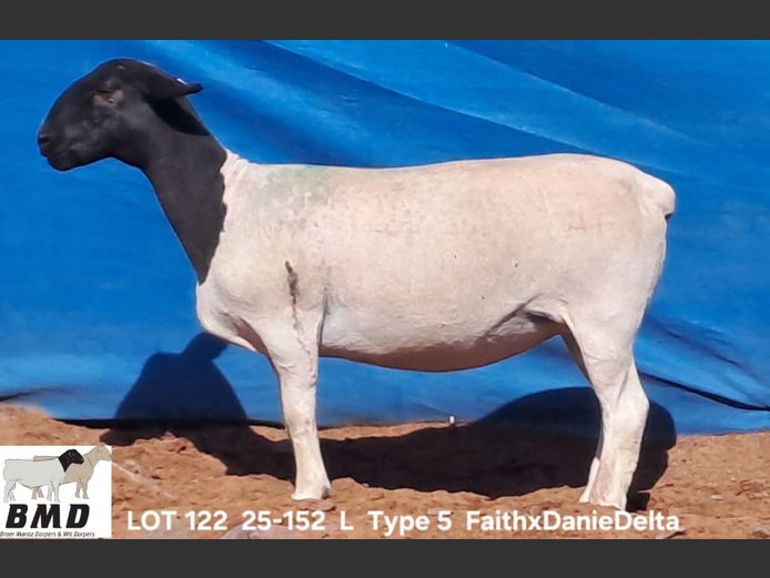 25-152 | BROER MARITZ DORPERS 