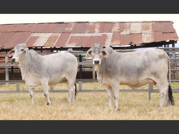 Commercial Animals
