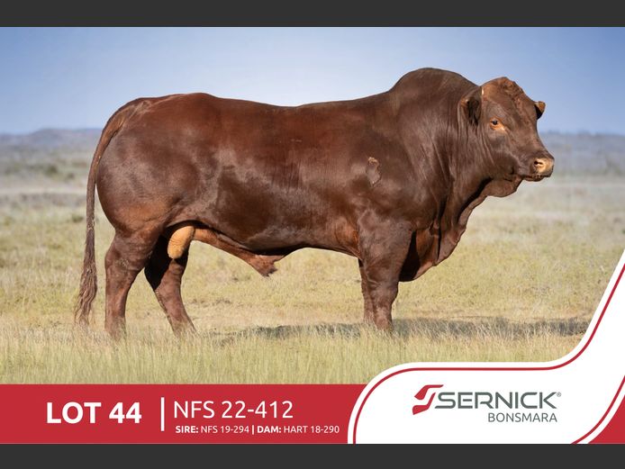NFS 220412 | SERNICK BONSMARA STOET