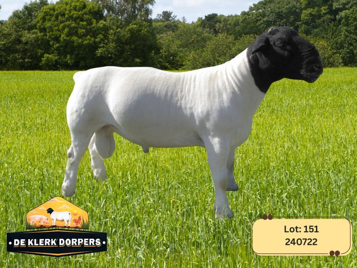 240722 | DE KLERK DORPERS