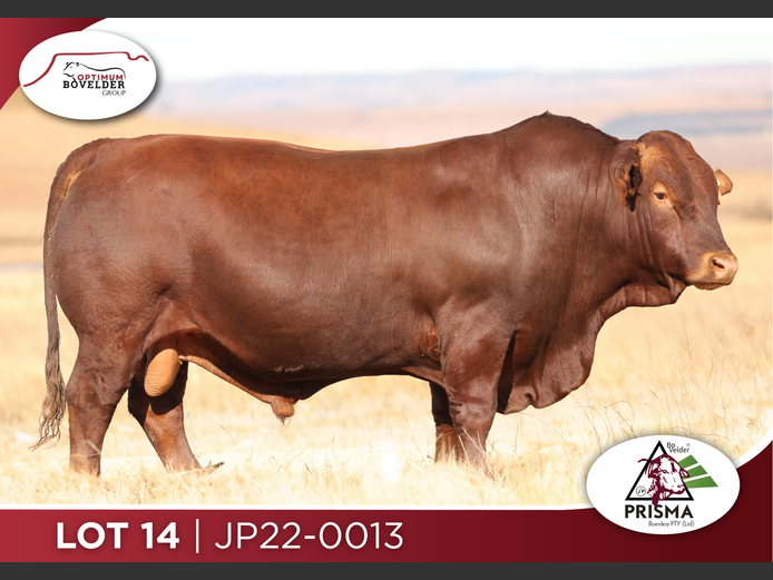 JP22-0013