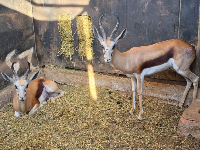 SPRINGBOK | HAAKDORING SAFARIS