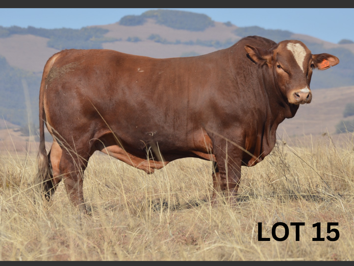 PM23 192 | Muirfontein Beefmasters