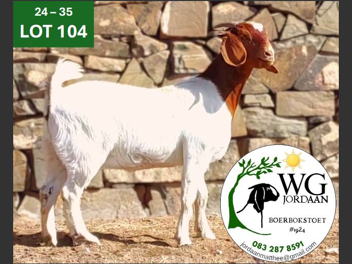 240035 | WG JORDAAN BOERBOKSTOET