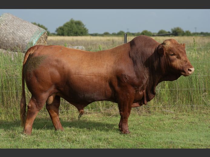 HTC230017 | HENTACOR BONSMARAS