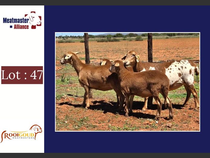 Ooie | Rooigoud Meatmasters