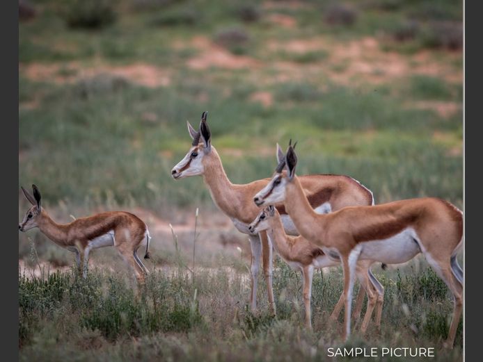 SPRINGBUCK | DU PREEZ WILD