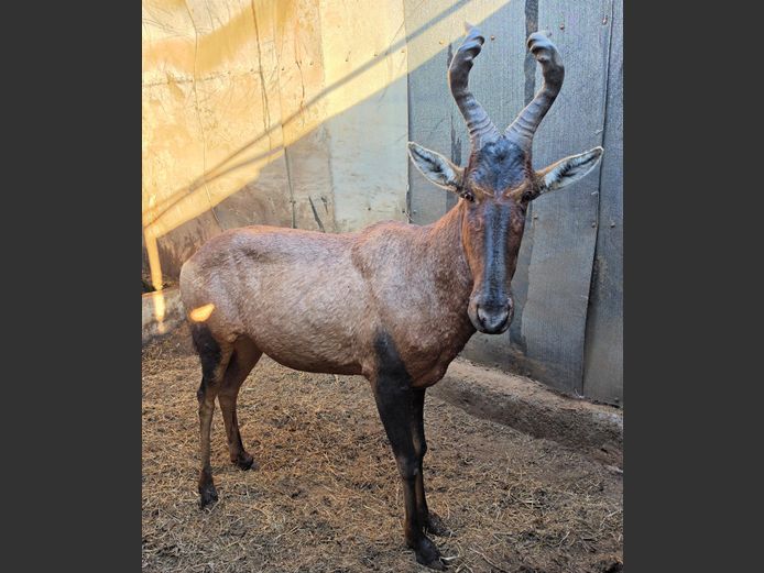 ROOIHARTBEES | HUGOMOND BOERDERY