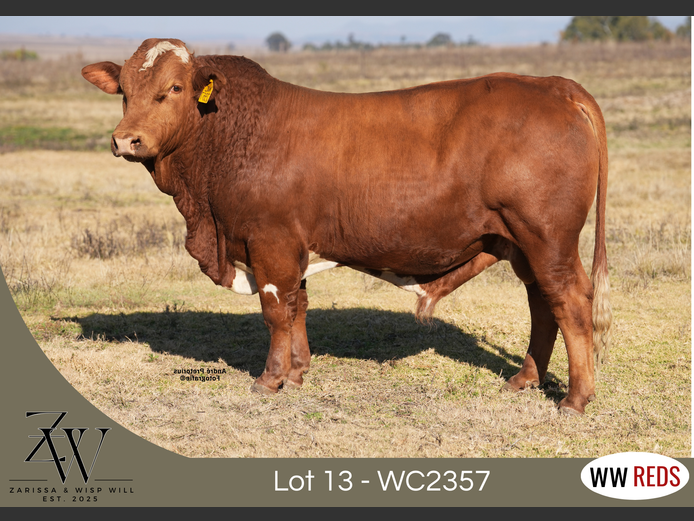 WC2357 | WISP WILL REDS