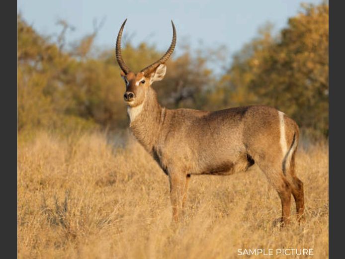 WATERBUCK | DU PREEZ WILD
