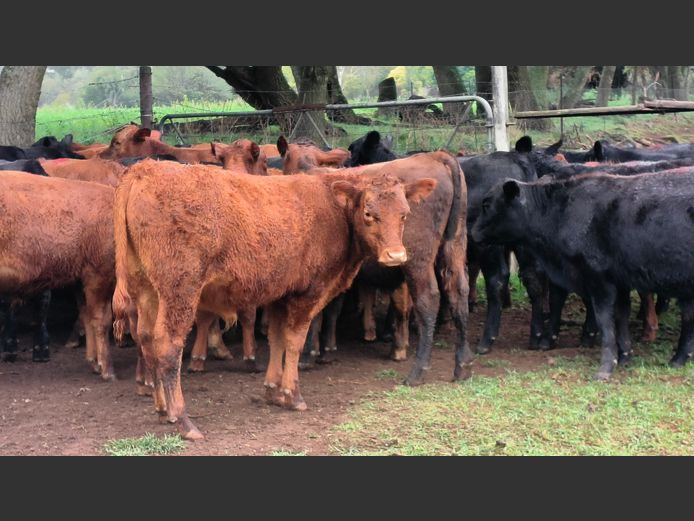 Commercial Animals | Esk River Farming