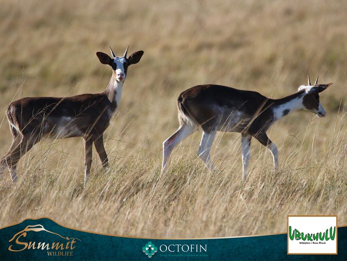 YOUNG DAPPLE IMPALA RAM