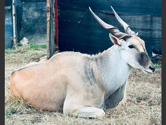Eland Bul