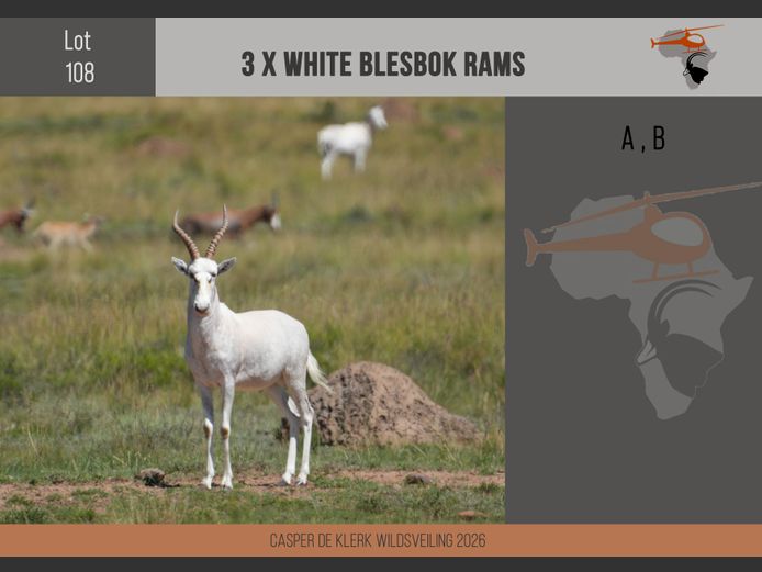 White Blesbuck