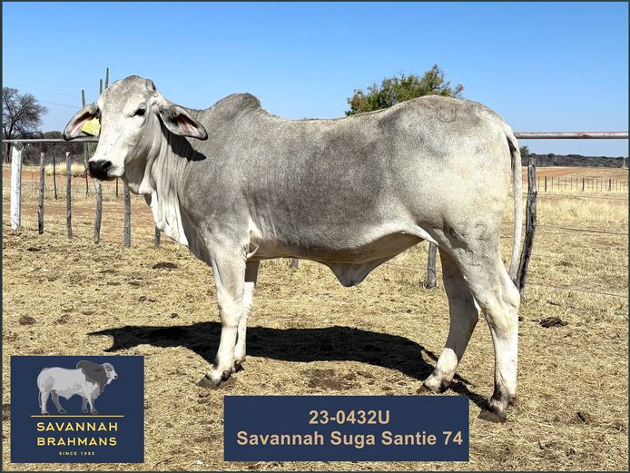 23-0432U | SAVANNAH BRAHMANS