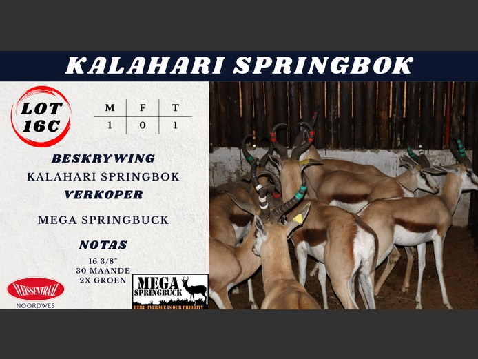 Kalahari Springbok