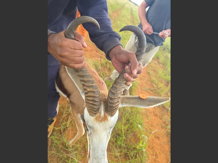 Kalahari Springbok Ram