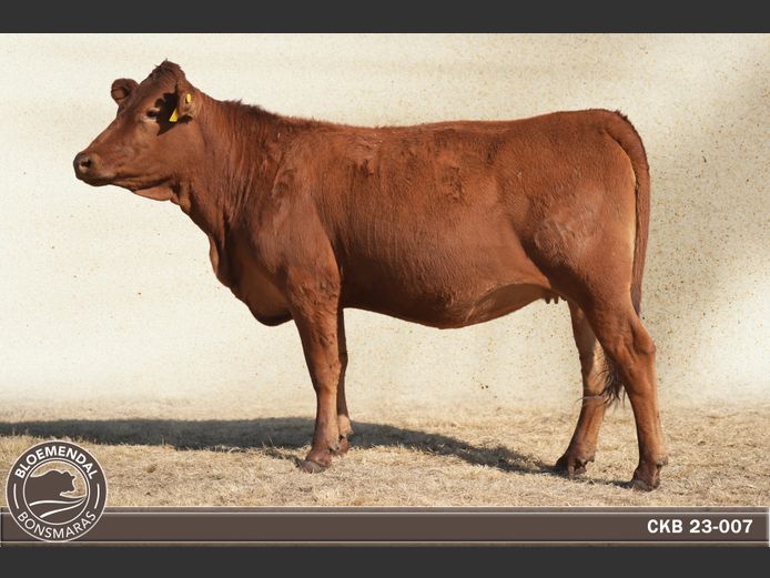 CKB230007 | CHRIS KRUGELL BLOEMENDAL
