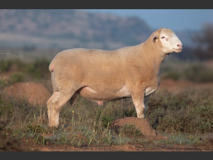 DZ240020 | 2 STEYNS BOERDERY