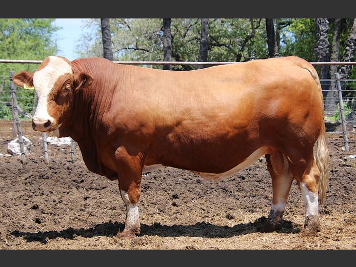 TG2256 | GUNZEL SIMMENTALER