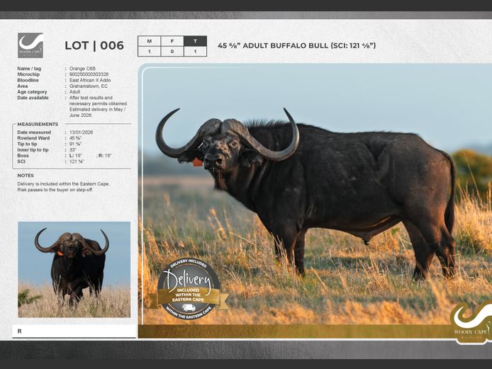 Buffalo | Woody Cape Wildlife (Pty) Ltd