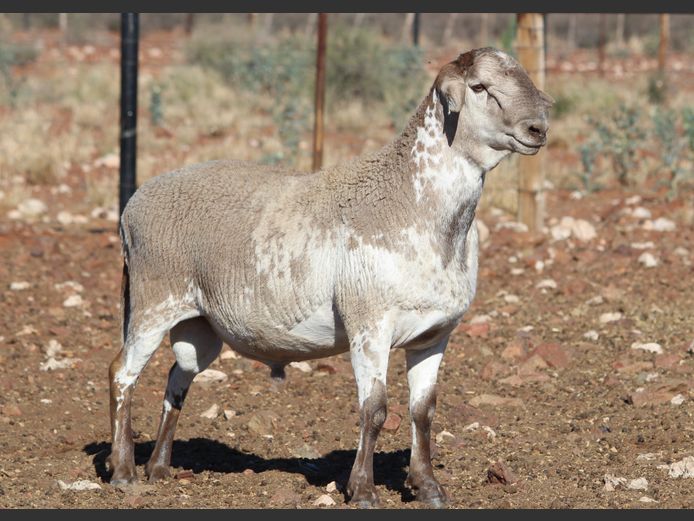 CRL 24.170 | Riaan Liebenberg - Hanri Meatmasters