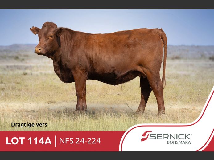 NFS 240224 | SERNICK BONSMARA STOET