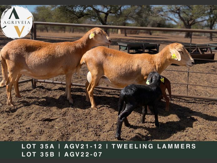 AGV 22 69 | AANGETEKEN | Christo Carstens - Agriveia Meatmasters