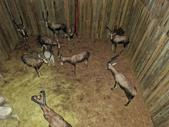 Blesbok Rams | Mayogi Safaris