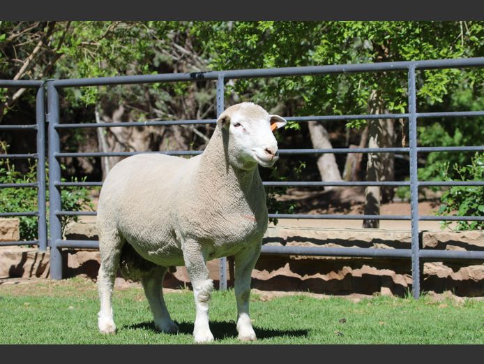 DZ 240200 | 2 STEYNS BOERDERY