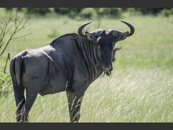 Blue Wildebeest Bulls  | SANParks - Mokala National Park