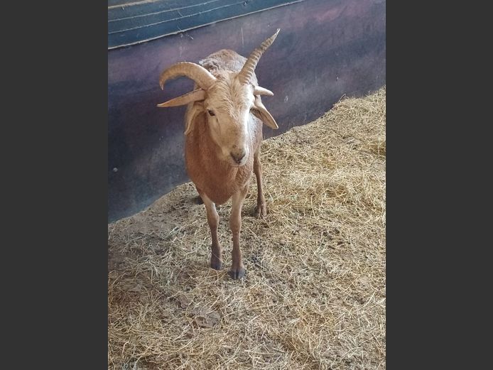 4-HORING SKAAP | AL BADENHORST