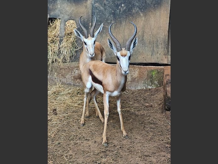 SPRINGBOK | F GEYSER