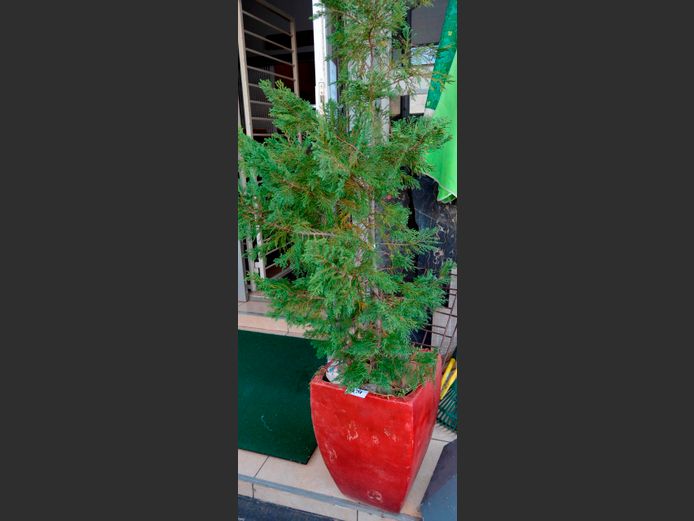 CYPRUS TREE IN PLANTER, 35 x 35 x 52cm