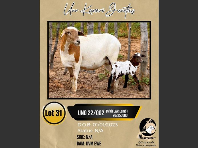 22/002UNO | UNO KAVARI GENETICS  