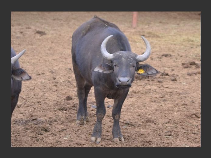 Buffalo Heifer | Inyathi