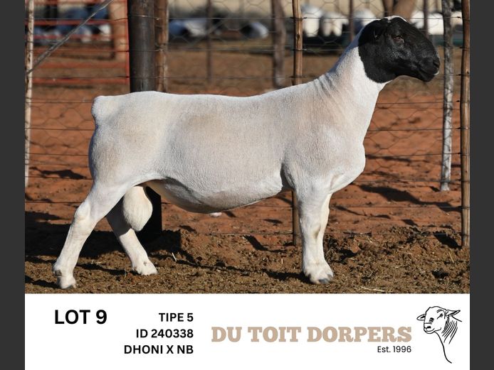 240338 | DU TOIT DORPERS